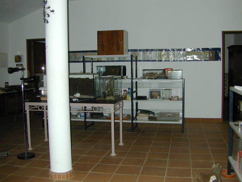 portugal (51)